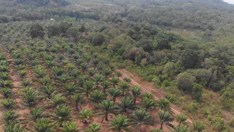 aerial view of palm oil plantation at belitung indonesia during daytime