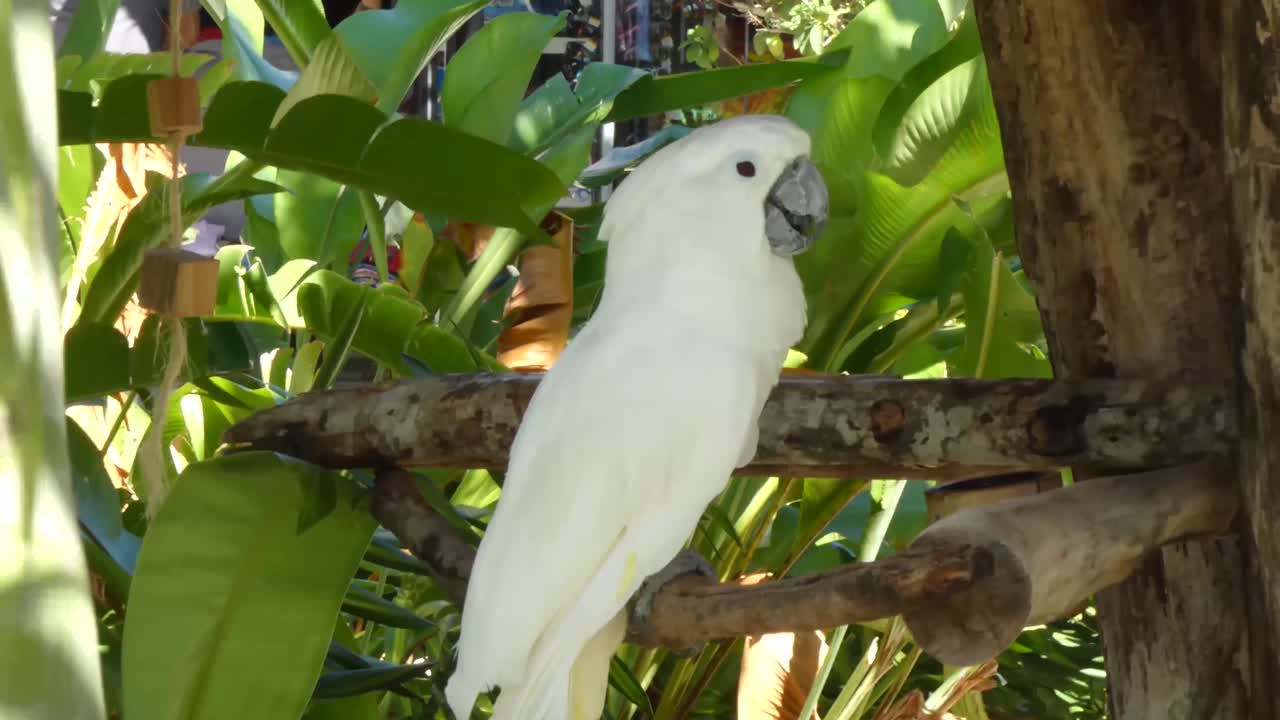cacatua blanca, cacatua paraguas, de pie en la bahía de taino, puerto plata, república dominicana
