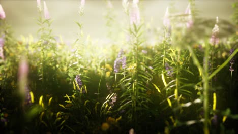 flores silvestres en el campo