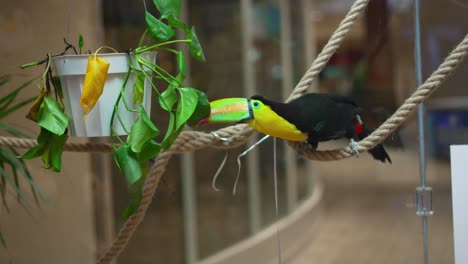 Wunderschöner-Bunter-Tukan-Vogel-Hinter-Fensterglas-Im-Zoo-Einzelhandelsgeschäft-Des-Einkaufszentrums,-Das-Mit-Topfpflanzen-Am-Seil-Spielt-Und-Herumwirft,-Dann-Den-Kopf-Dreht-Und-In-Die-Kamera-Schaut