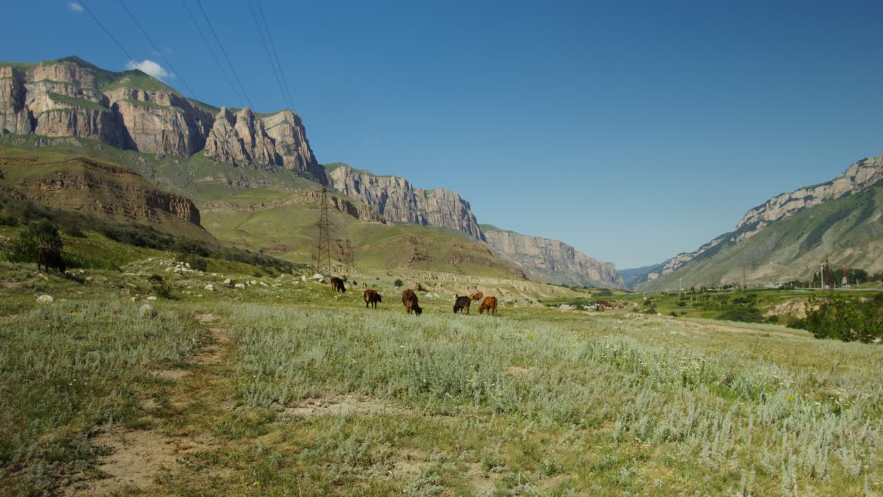 산골짜기에서 풀을 뜯고 있는 소들
