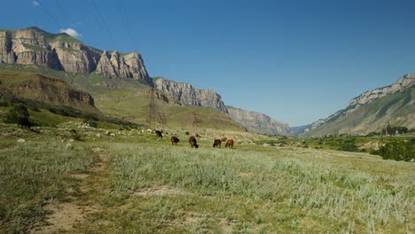 vacas pastando en un valle de montaña