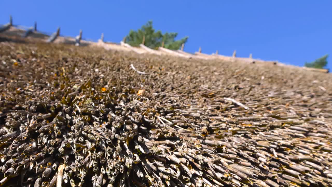 Close up view of a traditional and historic old straw reeds or thatched roofing with shallow depth of field with a bokeh blurry blue sky and sunny weather visible in the background. Details, textures