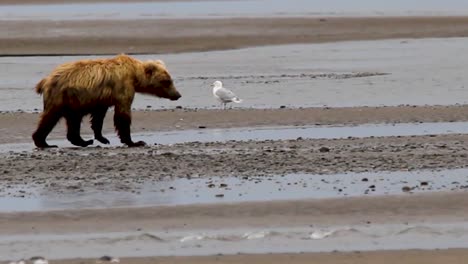 alaska grizzly bear on beach sand pooping