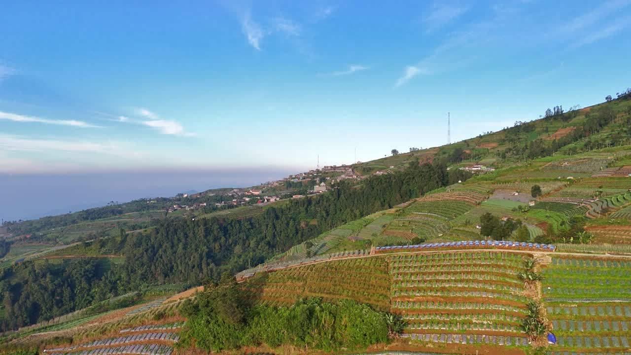 Volo di drone su terreni agricoli terrazzati che si estendono su un fianco di montagna verde con tempo sereno. Monte Sumbing, Indonesia.