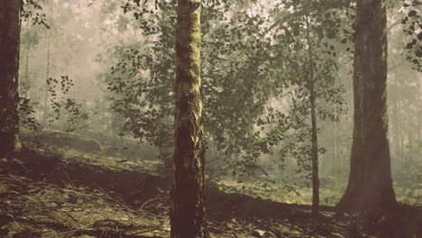 forest view with mist and sunlight filtering through the trees in autumn