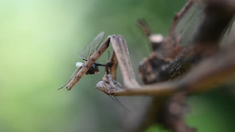 heterochaetula straminea, mantis, 4k footage