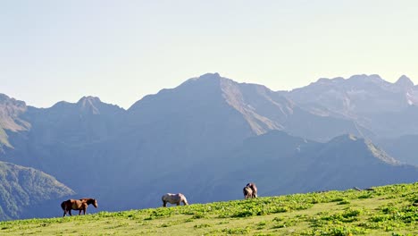 herd of horses grazing on meadow in sunny day