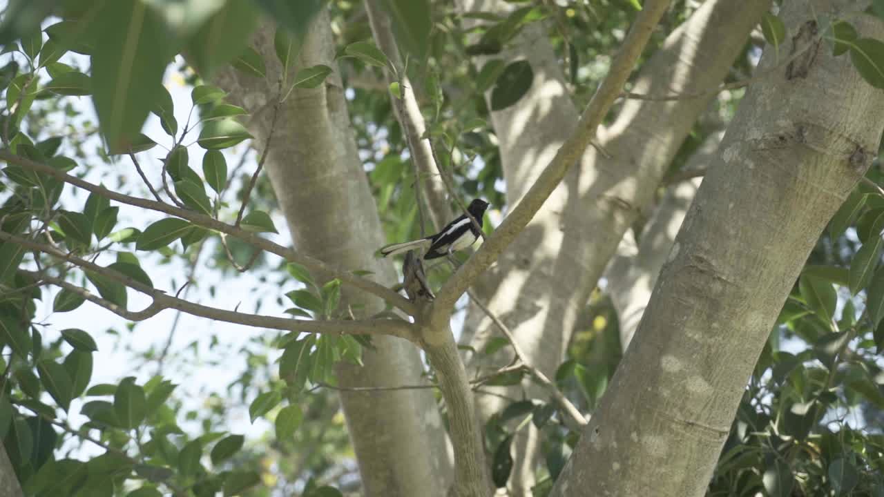 pájaro urraca de pico negro está sentado en un