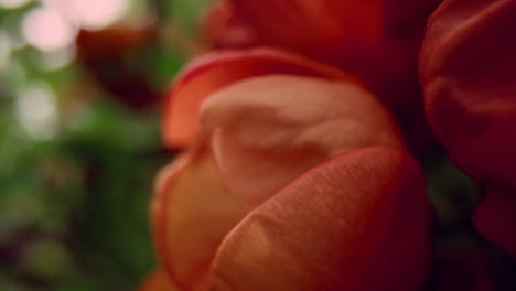 closeup view of red petals blooming among leafs. tree flowers blossoming.