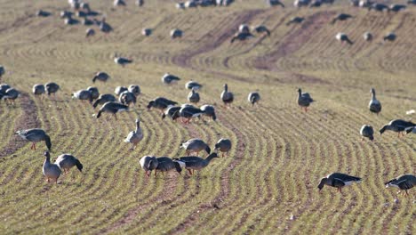 una gran bandada de gansos albifrones de frente blanca en el campo de trigo de invierno durante la migración de primavera