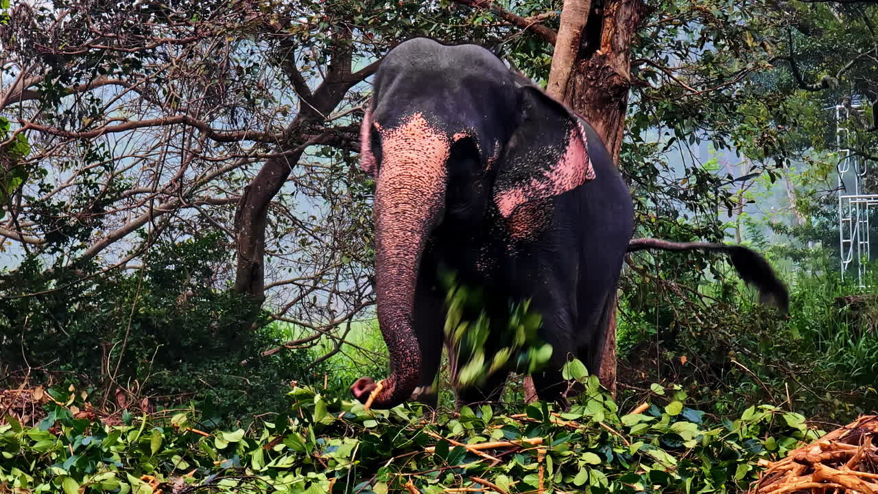 An Asian elephant feeds on green foliage in a dense forest setting