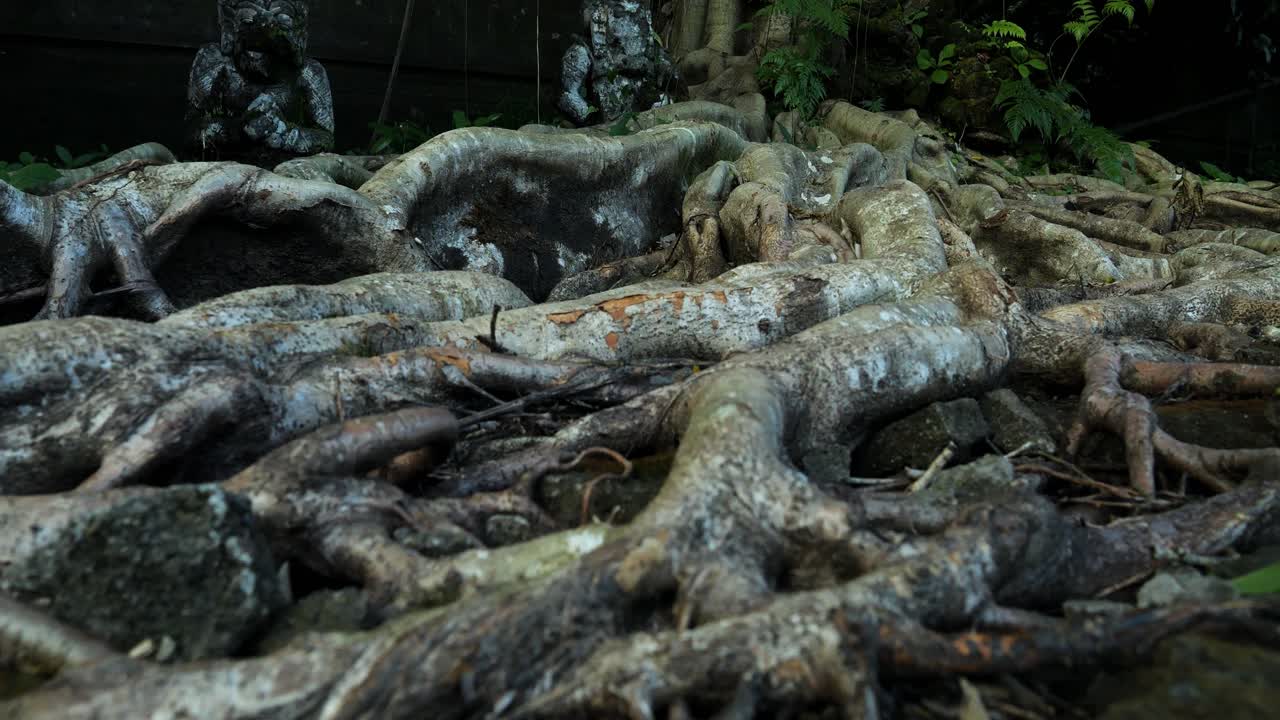 disparo en cámara lenta de enormes raíces de un árbol de bali en indonesia en ubud durante un aventurero viaje a través del templo
