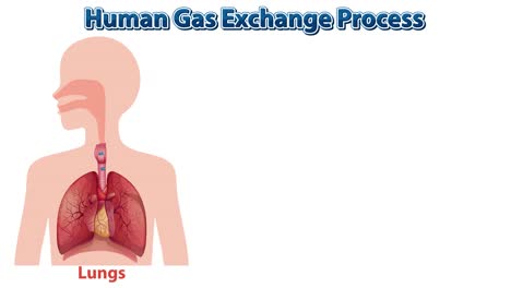 proceso de intercambio de gases humano