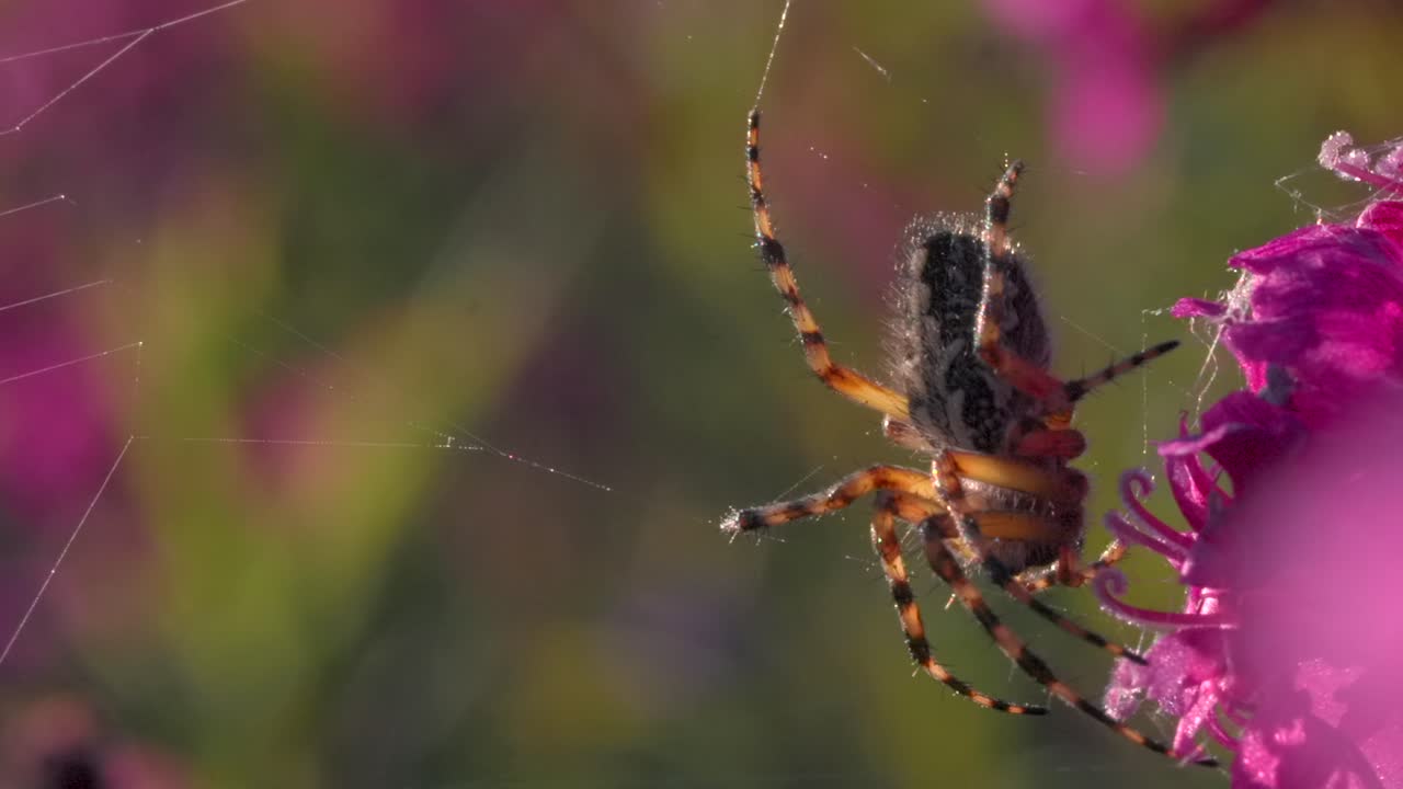 araña en una flor rosa