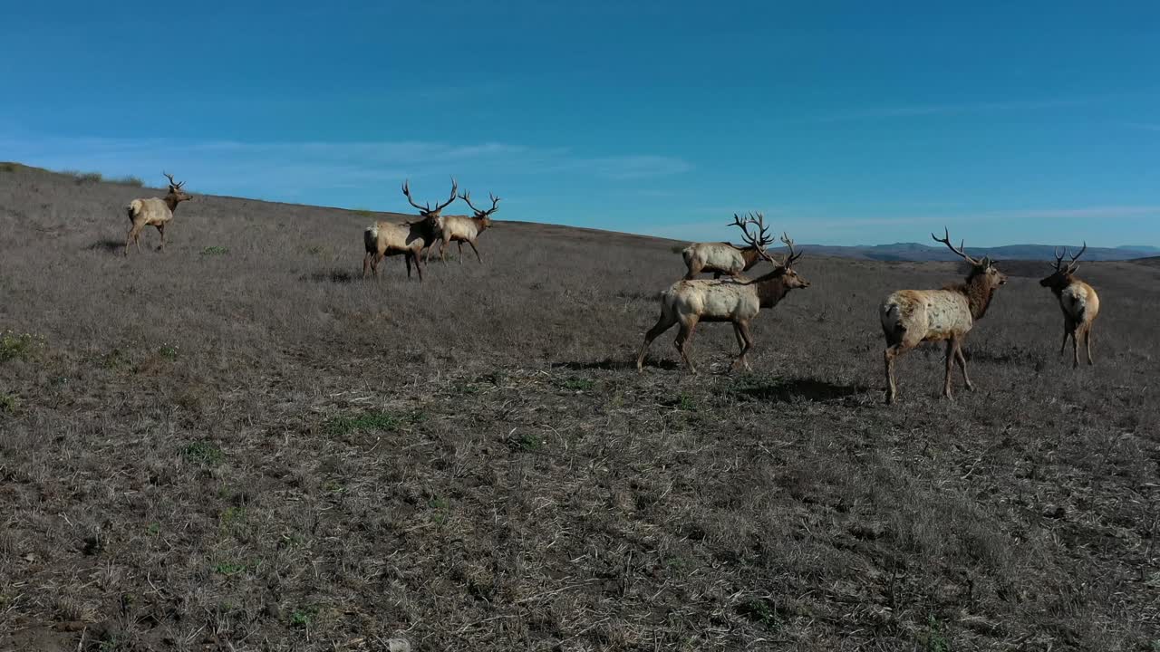 manada de alces en una colina varios alces caminando