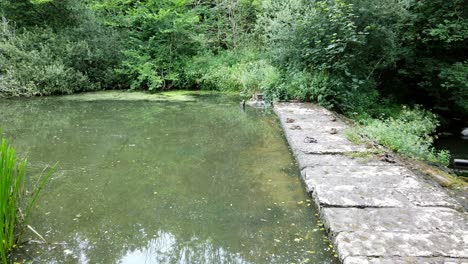 neglected welsh mill industry reservoir with alternating stone steps controlling stream through overgrown woodland