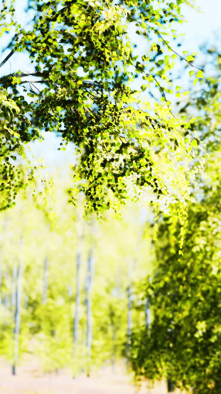 숲 속 의 버드 나무 의 초록색 잎