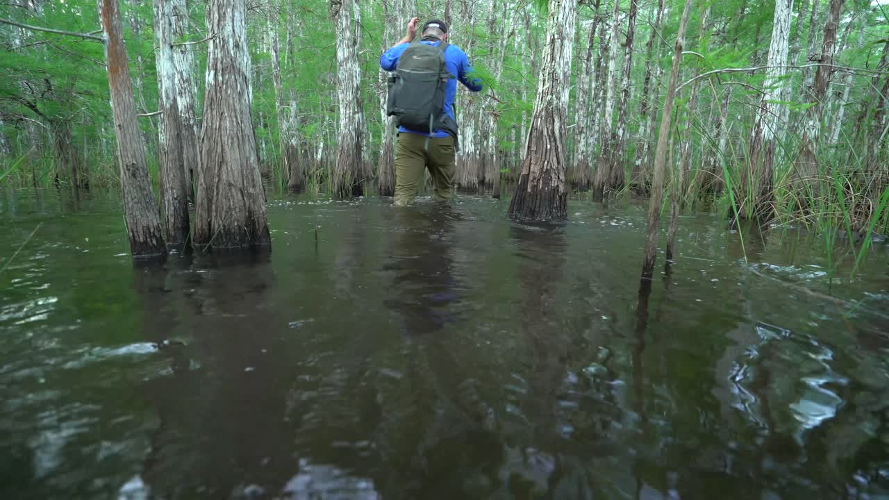 un hombre pasa junto a los árboles del pantano mientras avanza por los everglades de florida