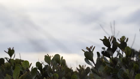 Plantas-Verdes-Frente-Al-Océano,-Espacio-De-Copia,-Península-De-Mui-Ne,-Vietnam,-Tiro-Estático