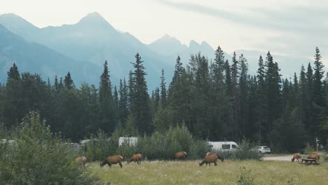 a group of huge elk are eating at a public campsite in jasper national park, in the landscape of canada, during summer season