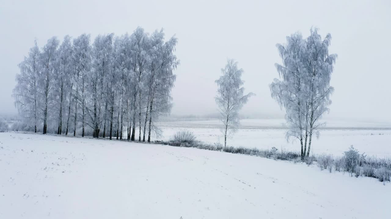 얼어붙은 버드나무 쪽으로 날아가며, 아침에 가지에 얼음이 끼고, 안개가 가득한 겨울