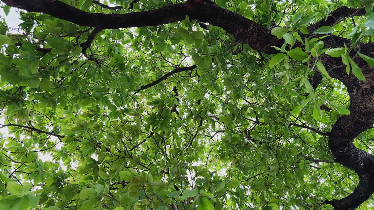 穏やかな屋外の情景。重なり合う葉と枝が自然な模様を作り、柔らかな木漏れ日が差し込む、密生した緑の樹冠を見上げる。