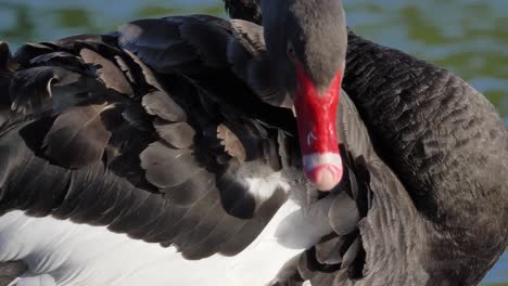 Schwarzer-Schwan-Putzt-Seine-Federn,-Extreme-Nahaufnahme