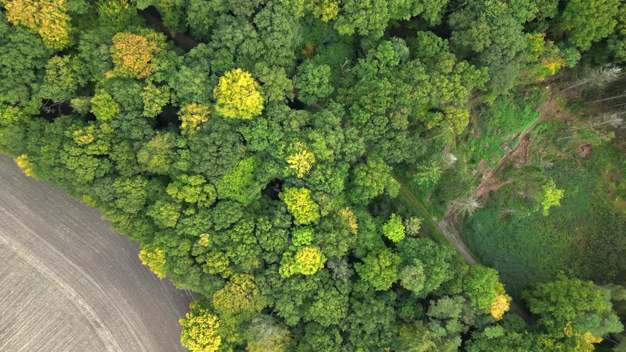 Dense forest in germany showing the colorful autumn foliage. Smooth aerial view flight vertical bird's eye view drone