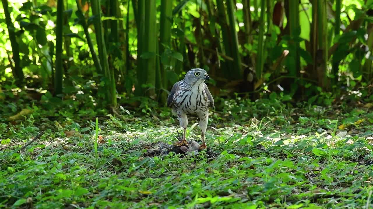 shikra alimentándose de otro pájaro en el suelo, esta ave de rapiña atrapó un pájaro para desayunar y estaba ocupado comiendo, luego se asustó y se fue