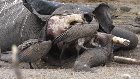 Toma-Remota-De-Un-Buitre-Destrozando-Violentamente-El-Cadáver-De-Un-Elefante