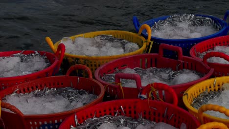 Captura-De-Pescado-Fresco-En-Hielo,-En-Cestas-De-Colores