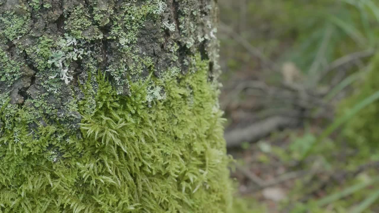 primer plano de musgo y líquene en el tronco del árbol