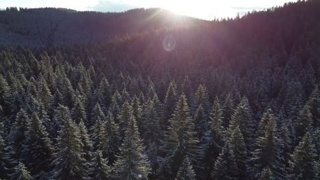 drone footage of a dense spruce forest in winter