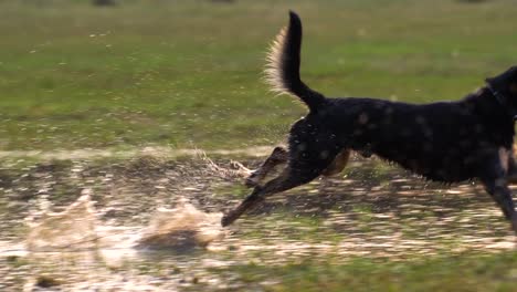 un perro poderoso corre a través de aguas poco profundas iluminadas por el sol poniente, salpicando agua de una manera espectacular