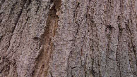 Textura-De-La-Corteza-En-El-árbol,-Detalle-De-Primer-Plano-Disparo-De-Pedestal-Ascendente