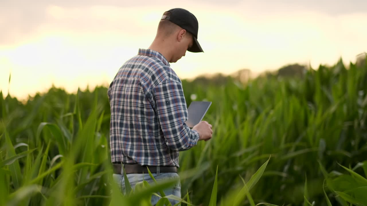 un agricultor en su campo de maíz examina sus cosechas con una tableta digital al atardecer