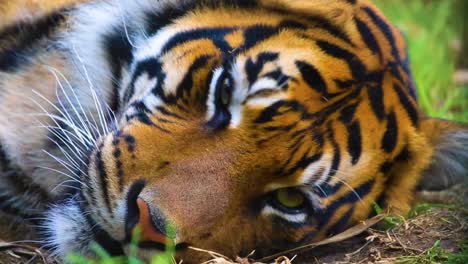 close up of tiger laying on the ground blinking in slow motion