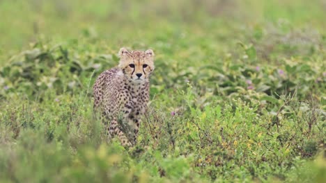 Cute-Baby-Cheetah-Cub-in-Serengeti-in-Africa-at-Serengeti-National-Park-in-Tanzania,-Tiny-Young-Baby-Animals-Close-Up-of-Walking-on-African-Wildlife-Safari-Animals-Game-Drive