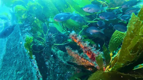 a mysterious ship wreck surrounded by grandiose kelp forest which shelters the wealth of ocean species