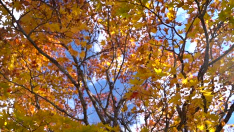 hermoso paisaje de colores otoñales de color naranja brillante, mirando hacia el cielo azul en cámara lenta