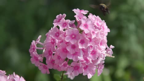 primer plano de la vibrante hortensia rosada mientras el abejorro aterriza en ella, primer plano de slomo