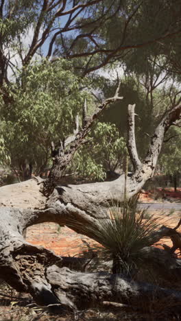 un tronco de árbol caído yace en el suelo en un paisaje seco del interior de australia.