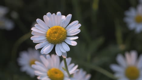 margarita blanca en un campo