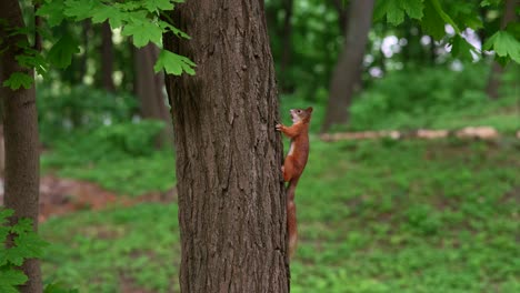 squirrel climbing a tree in a forest