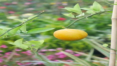 close-up of a ripe lemon hanging from a branch