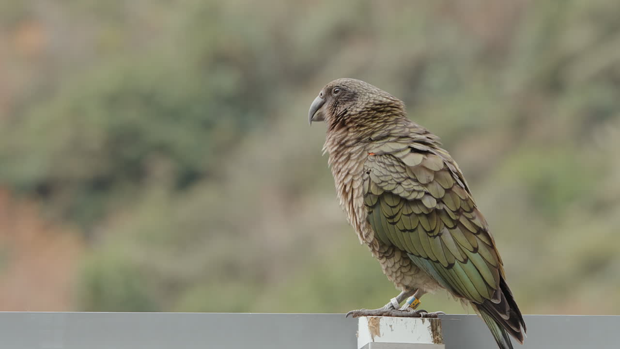 un loro kea mirando curiosamente a su alrededor mientras arregla su plumaje verde oliva