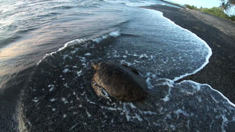 sea turtle entering the sea on black sand beach of hawaiian coast