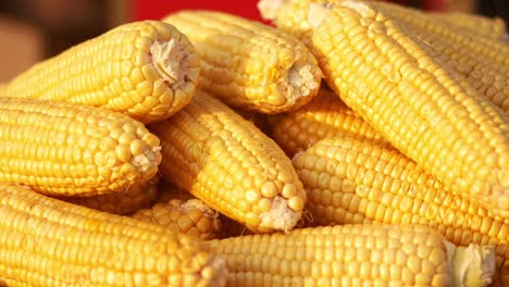 pile of fresh yellow corn
