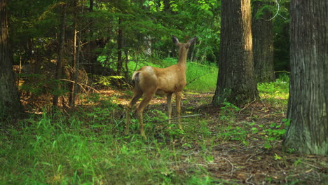 roe deer fawn standing on the meadow and watch curious, summer, , in glacier national park campground and creek